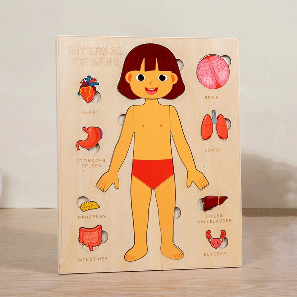 Variant image for Montessori Human Anatomy Jigsaw Puzzle for Kids, 10 Pieces Educational Toy, Interactive Learning Tool, Non-Toxic Wood, 12 x 9 Inches-2