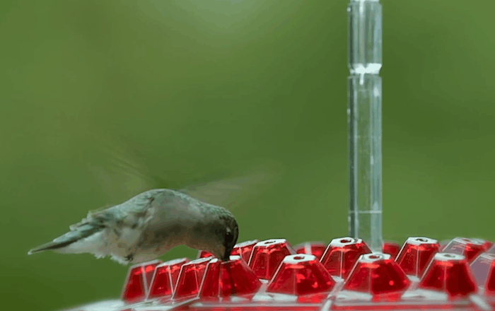 Hummingbird Feeder Ant Proof Outdoor Hanging Perch Hex