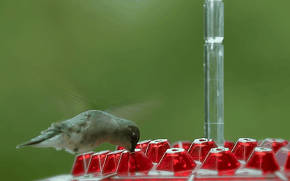Hummingbird Feeder Ant Proof Outdoor Hanging Perch Hex