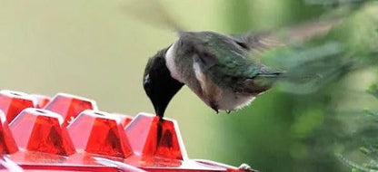 Hummingbird Feeder Ant Proof Outdoor Hanging Perch Hex