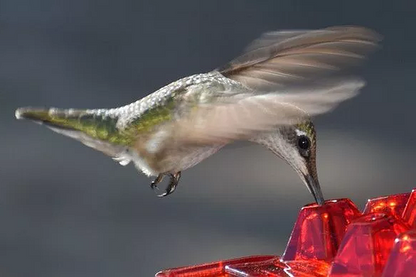 Hummingbird Feeder Ant Proof Outdoor Hanging Perch Hex