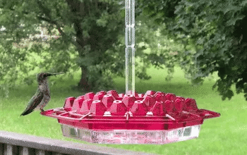 Hummingbird Feeder Ant Proof Outdoor Hanging Easy Perch