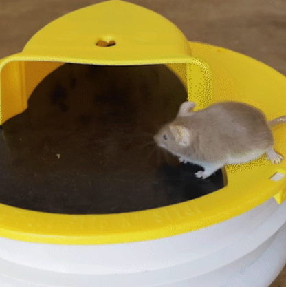 Mouse Trap Bucket Lid Non Toxic Sanitary Fall 2025 Safe