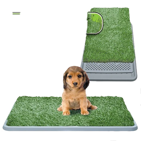 Indoor Grass